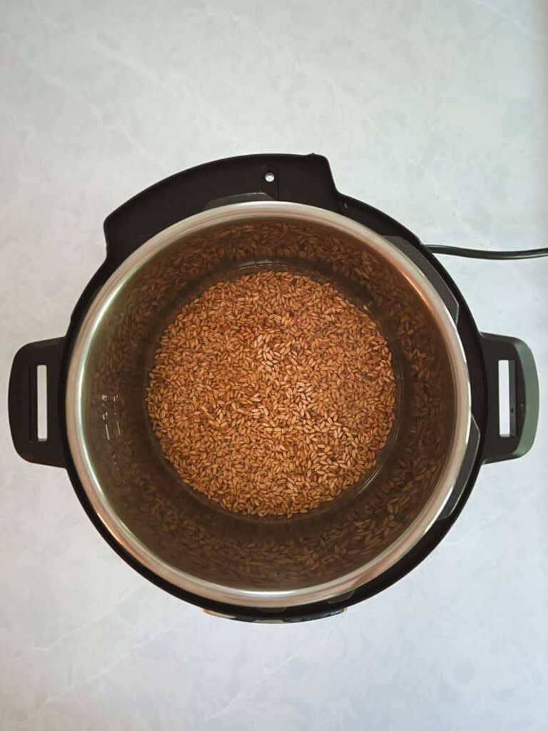 uncooked farro with water in an instant pot